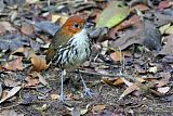 Chestnut-crowned Antpittaborder=